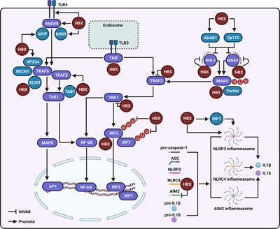 Regulation of Pattern-Recognition Receptor Signaling by HBX During Hepatitis B Virus Infection